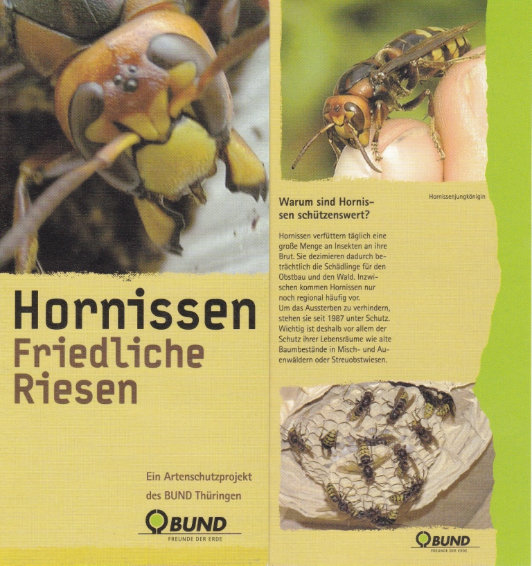 Hornissen - Friedliche Riesen