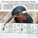 Eisvogel präsentiert Seebacher Marke