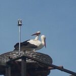 Storchenhorst besetzt