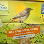 Vogel des Jahres 2025